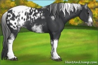 Horse Color:White Spotted Black Splash Tobiano Frame Appaloosa 