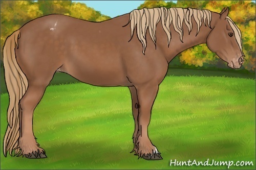 Horse Color:Chestnut Appaloosa 