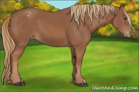 Horse Color:Chestnut Appaloosa 