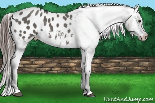 Horse Color:Grullo Tobiano Appaloosa 