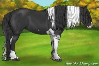 Horse Color:Black Splash Tobiano