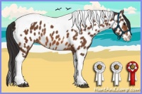 Horse Color:Bay Splash Tobiano Appaloosa
