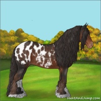 Horse Color:Liver Chestnut Appaloosa 