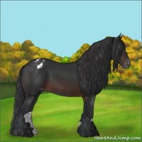 Horse Color:Brown Appaloosa 
