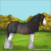 Horse Color:Brown Splash Rabicano 