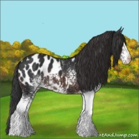 Horse Color:White Spotted Brown Appaloosa 