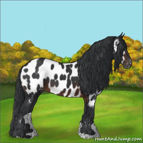 Horse Color:Brown Appaloosa 