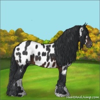 Horse Color:Brown Appaloosa 