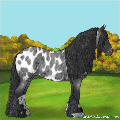 Horse Color:Blue Roan Near Leopard 