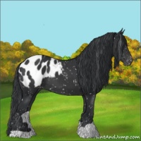 Horse Color:Black Appaloosa