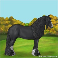Horse Color:Black Sabino