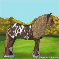 Horse Color:Liver Chestnut Appaloosa 