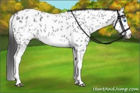 Horse Color:White Spotted Blue Roan Splash Frame Appaloosa