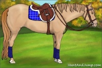 Horse Color:Gold Champagne