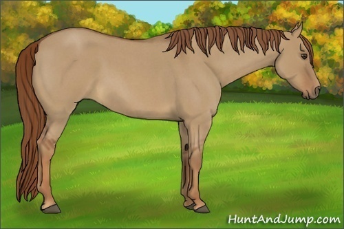Horse Color:Unknown 