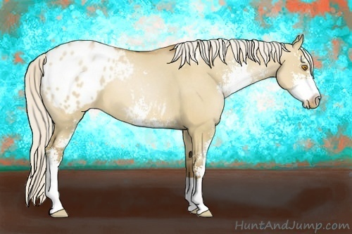 Horse Color:Silver Grullo Pearl Sabino Appaloosa