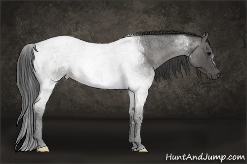 Horse Color:Blue Roan 