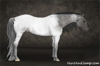 Horse Color:Blue Roan
