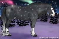 Horse Color:Black Sabino Splash 