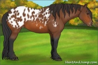 Horse Color:Bay Appaloosa 