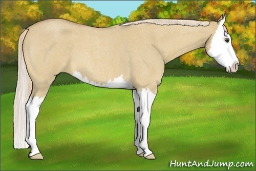 Horse Color:Palomino Roan Dun Splash 