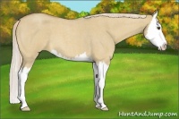 Horse Color:Palomino Roan Dun Splash