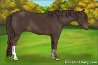 Horse Color:Liver Chestnut Frame