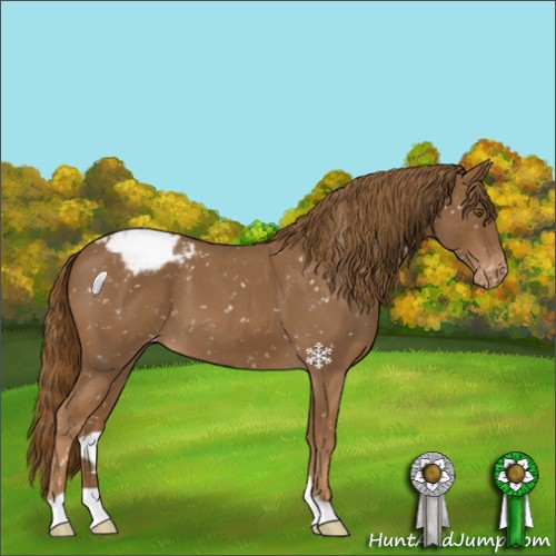 Horse Color:Red Roan Appaloosa 