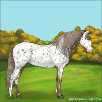 Horse Color:Chocolate Palomino Appaloosa 
