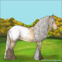 Horse Color:Silver Buckskin Appaloosa 