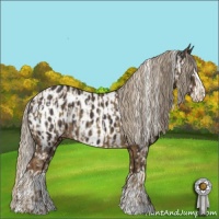 Horse Color:Chocolate Palomino Near Leopard  and Liver Chestnut Splash Near Leopard 