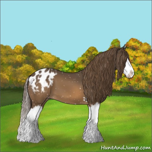 Horse Color:Buckskin Splash Appaloosa 