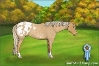Horse Color:Palomino Roan Appaloosa