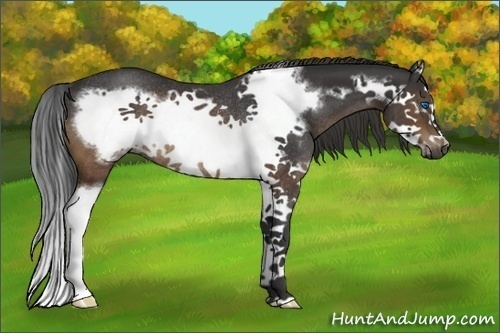 Horse Color:Brown Splash Frame Rabicano