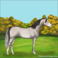 Horse Color:Sable Cream Champagne Roan Splash Rabicano