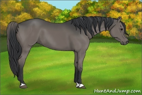 Horse Color:Grullo