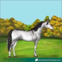 Horse Color:Platinum Buckskin Onyx 