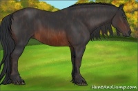 Horse Color:Brown Rabicano Brindle