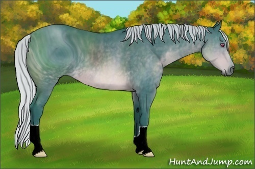 Horse Color:ERROR: UNKNOWN ANOMALY