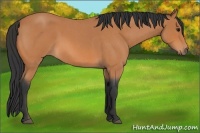 Horse Color:Bay Roan 