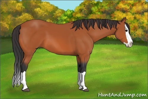 Horse Color:Unknown 