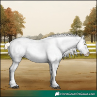 Horse Color:Palomino Leopard  and Palomino Near Leopard 