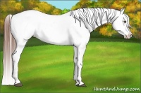Horse Color:Chestnut Appaloosa 