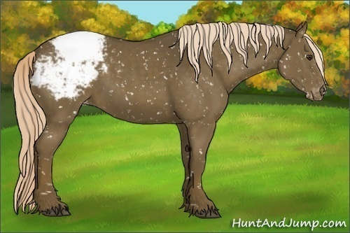 Horse Color:Chocolate Palomino Snowcap