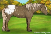 Horse Color:Chocolate Palomino Snowcap 