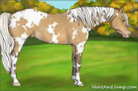 Horse Color:White Spotted Silver Buckskin Snowflake Varnish