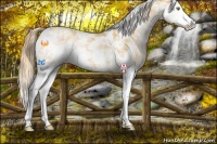 Horse Color:Gold Champagne Sabino