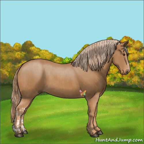 Horse Color:Chestnut and Chestnut