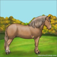 Horse Color:Chestnut  and Chestnut 