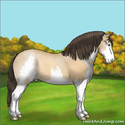 Horse Color:Sable Champagne Splash 